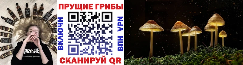 hydra ССЫЛКА цена Южноуральск Псилоцибиновые грибы Psilocybine cubensis